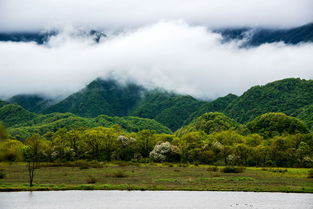 神农架挽回爱情,挽回爱情：神农架遇见她