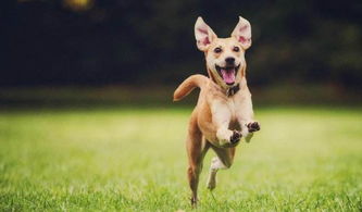 打了狗狗以后怎么挽回,如何用正确方式惩教狗狗并挽回关系