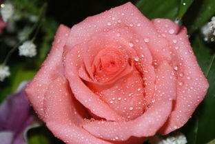 怎么挽回感情保鲜,如何挽救爱情？保持关系新鲜