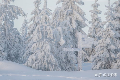 桃花心放不挽回,桃花心不回头