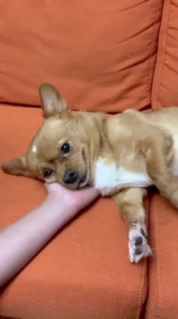 如何挽回狗的面子,如何让狗恢复自尊？