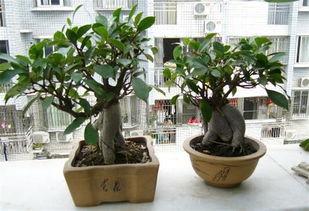 盆景黄叶怎么挽回,如何救回盆景的黄叶