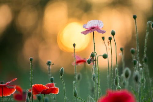 感情复合挽回的图片,重新在一起，重燃爱火