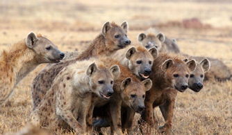 怎么挽回狮子的前妻,挽回狮子前妻的正确方法