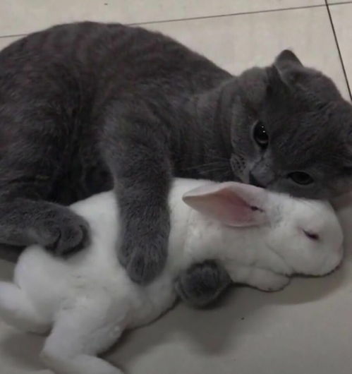 猫不回家怎么挽回,如何让失踪的猫回家？