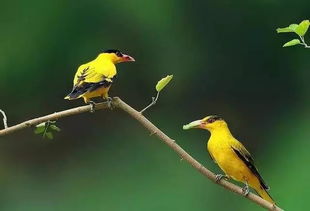 布谷鸟情感挽回,如何挽回布谷鸟的感情