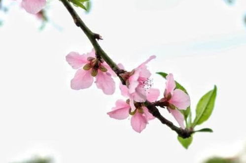 情感挽回桃花运势,挽回桃花运，重拾爱情火花