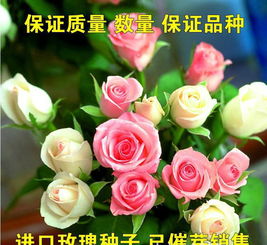 挽回女生送什么花,挽回女生，这些花最适合送