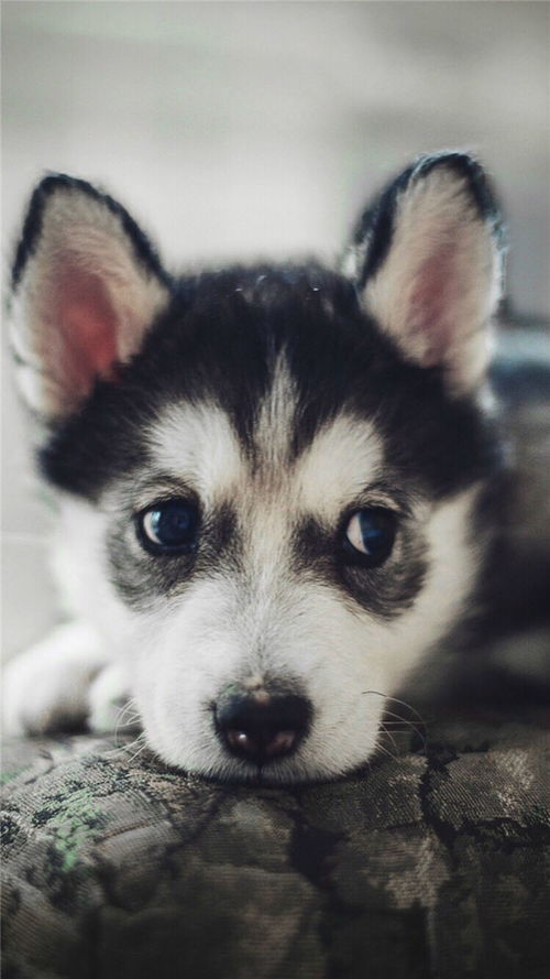 哈士奇撩妹挽回面子,如何让哈士奇“撩妹”不失面子