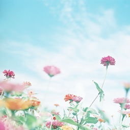 挽回爱情送几朵花,挽回爱情，用花语传情