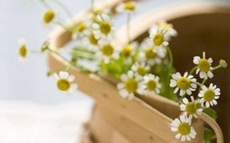 天磊想挽回小菊,天磊努力挽回小菊的心