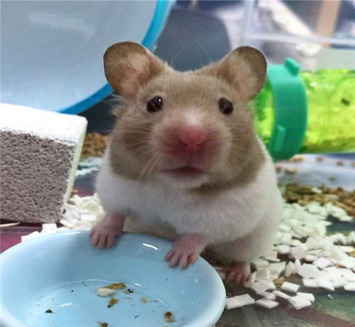 如何挽回仓鼠的情绪,宠物仓鼠情绪低落怎么办？