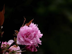 牡丹专业感情挽回咨询,挽回感情的牡丹专家