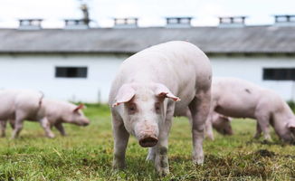 挽回属猪女生的话术,挽回猪女的话术秘诀