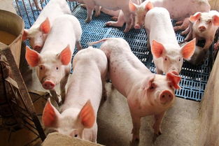 猪破财能挽回吗,猪破财还有挽回的余地吗