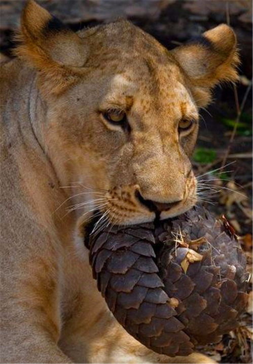 狮子男想挽回前任,狮子男为挽回前任不懈努力