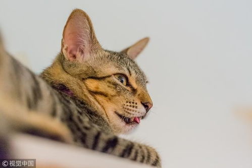 猫咪不回家怎么挽回,如何挽回猫咪不归家？