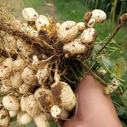 种蘑菇枯萎怎么挽回,如何防治种蘑菇枯萎？