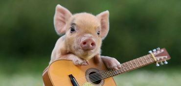 属相猪的挽回方式,属相猪如何挽回？教你一招！