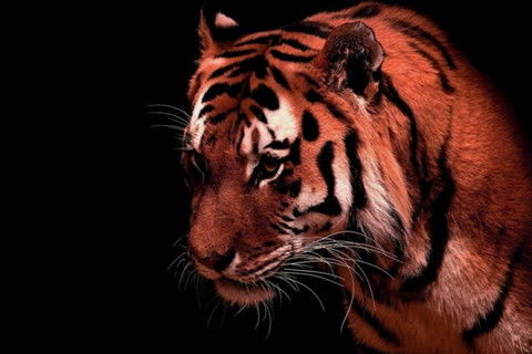 如何挽回属虎男,如何成功挽回属虎男？