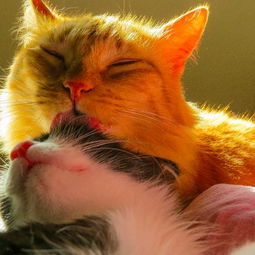 打猫怎么挽回感情,挽回你的猫咪感情：有效方法