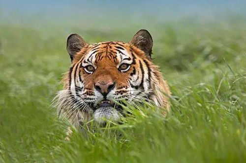 属虎女人怎么挽回,成功挽回属虎女人的方法