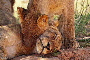 狮子男累了分手挽回,如何挽回疲惫的狮子男？