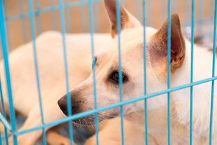 怎样挽回自己的狗男友，如何重新让失落的爱回归，拯救前男友？