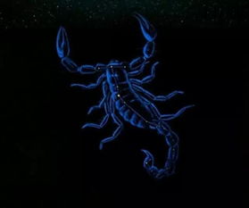 挽回天蝎了消息,成功挽回天蝎座的方法