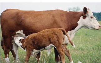 属牛男人如何挽回,属牛男人如何成功挽回爱情