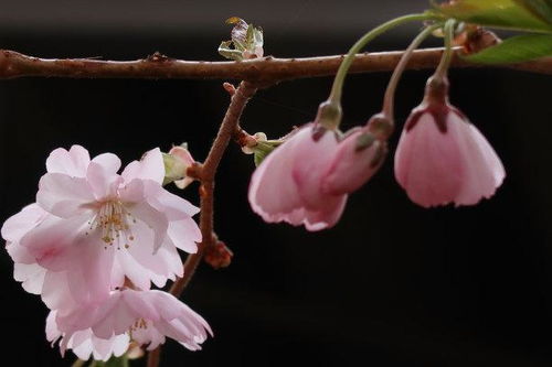 复合挽回送什么花,挽回爱情，这些花最有效！)