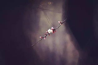 守护今生挽回公司,挽回公司，守护未来