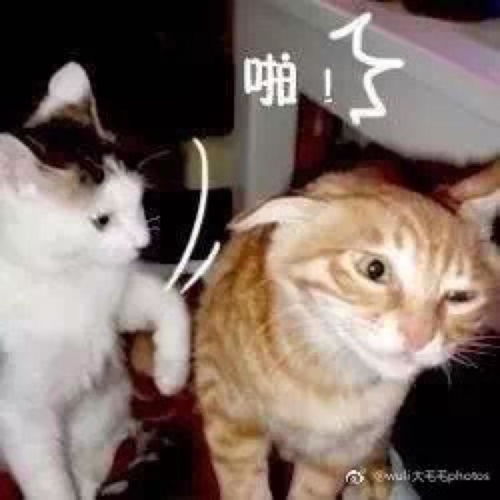 猫太丑了怎么挽回,挽回丑猫尊严