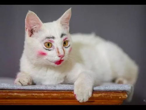 猫咪挽回主人的方法,猫咪如何挽回失去的主人