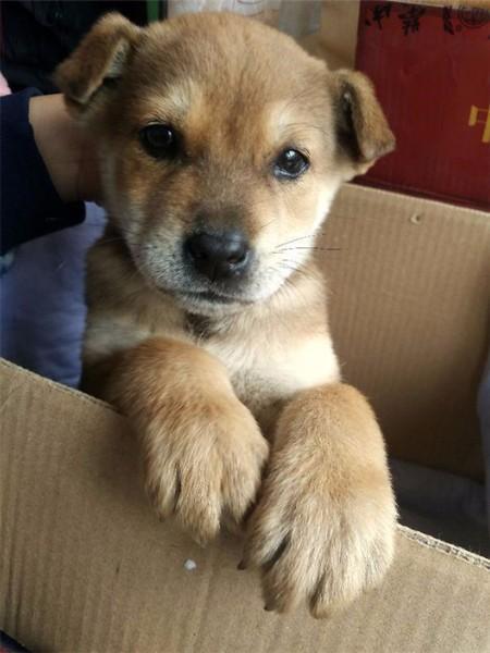 怎样挽回自己的狗男友，如何重新让失落的爱回归，拯救前男友？