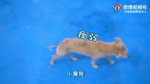 赌狗如何挽回老婆，如何让赌徒重新赢回妻子的心？