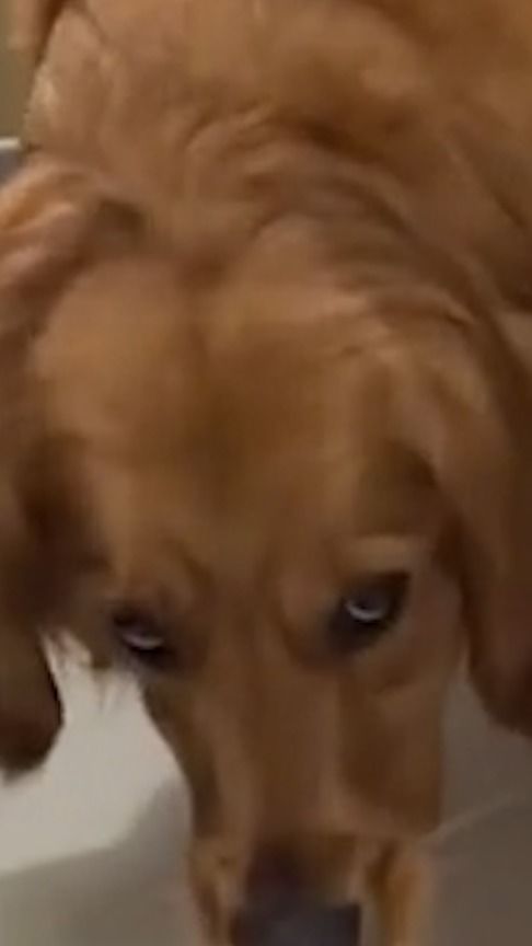 狗子是如何挽回尴尬,狗子如何化解尴尬