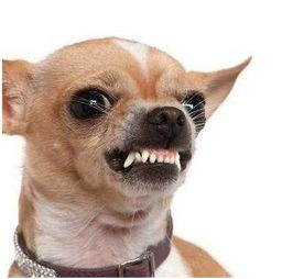 狗狗生气了怎么挽回,怎样让生气的狗狗重新回心转意