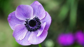 寓意挽回的花,挽回爱情的花语