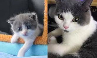 如何挽回猫的荣誉,如何恢复猫咪的尊严