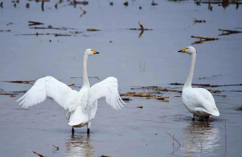 沧州白天鹅情感挽回，情感恢复师助力沧州失恋者重拾白天鹅爱情