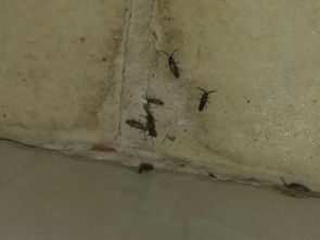 糯米生虫怎么挽回,糯米发霉如何救回？