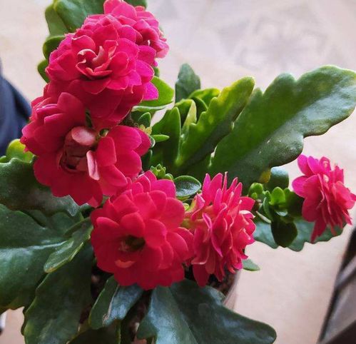 西红柿死棵怎么挽回,西红柿凋谢如何挽救