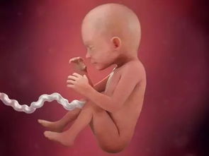 到底怎么才能挽回胎儿,如何有效挽回胎儿的生命？