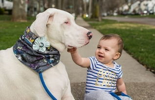 如何挽回狗狗的尴尬,如何重新与狗狗建立亲密关系