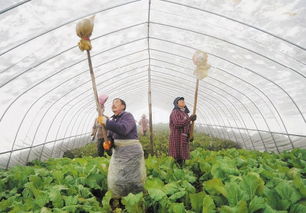 蔬菜大棚积雪怎么挽回,大棚蔬菜遭受积雪如何救援)