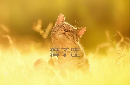 成功挽回狮子女案例，成功复合！一对狮子座恋人如何重燃爱火？