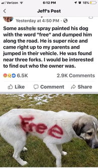 狗狗不亲怎么挽回,如何让狗狗更亲人？