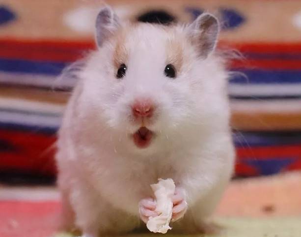 小仓鼠死掉怎么挽回,怎样防止小仓鼠死亡？