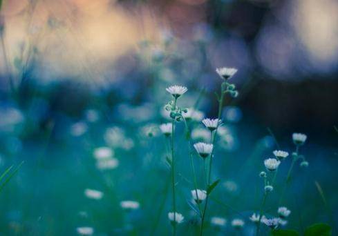 白羊怎么挽回狮子女,如何让狮女重新爱上白羊